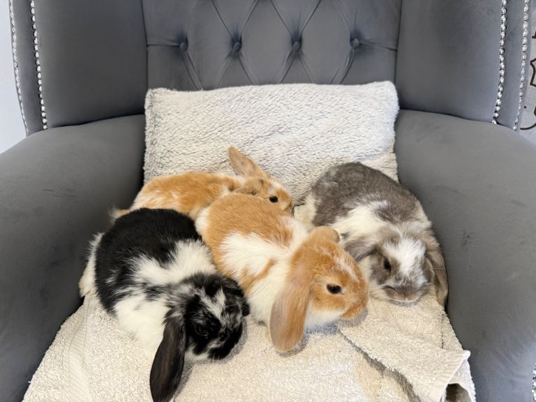 MINI LOP RABBIT