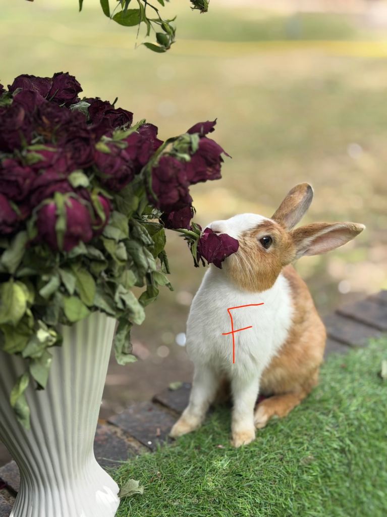 Baby Bunnies 