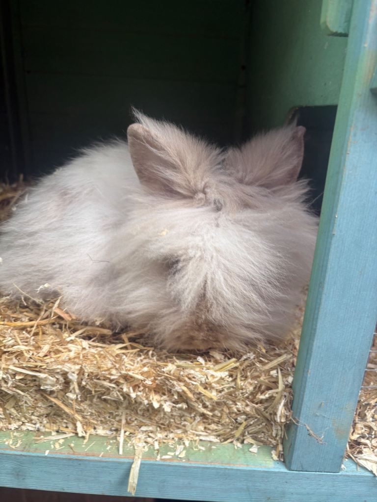 Male double main lionhead/angora 