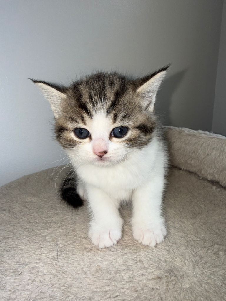 British shorthair kittens