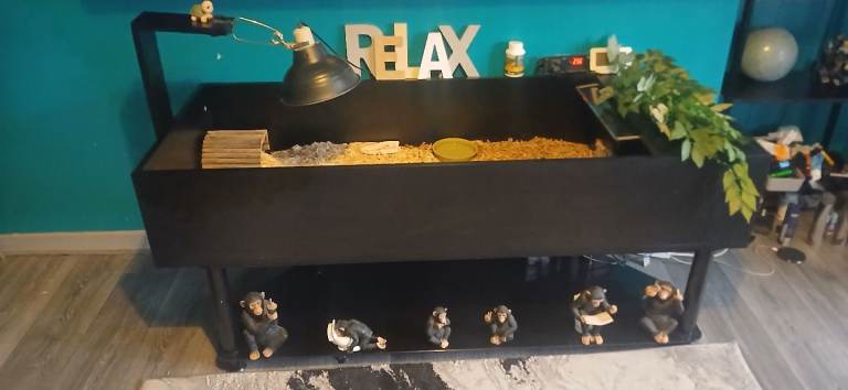 Tortoise  setup for sale
