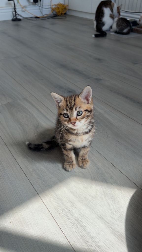 5 beautiful kittens 