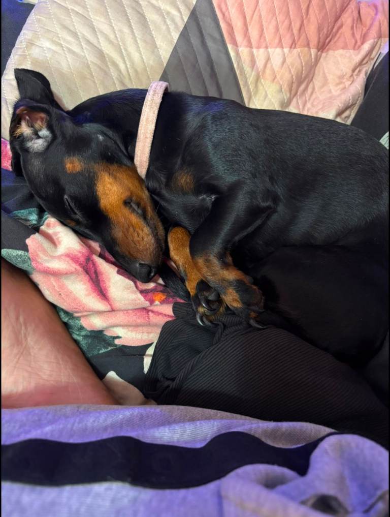 Miniature dachshund female 1 year
