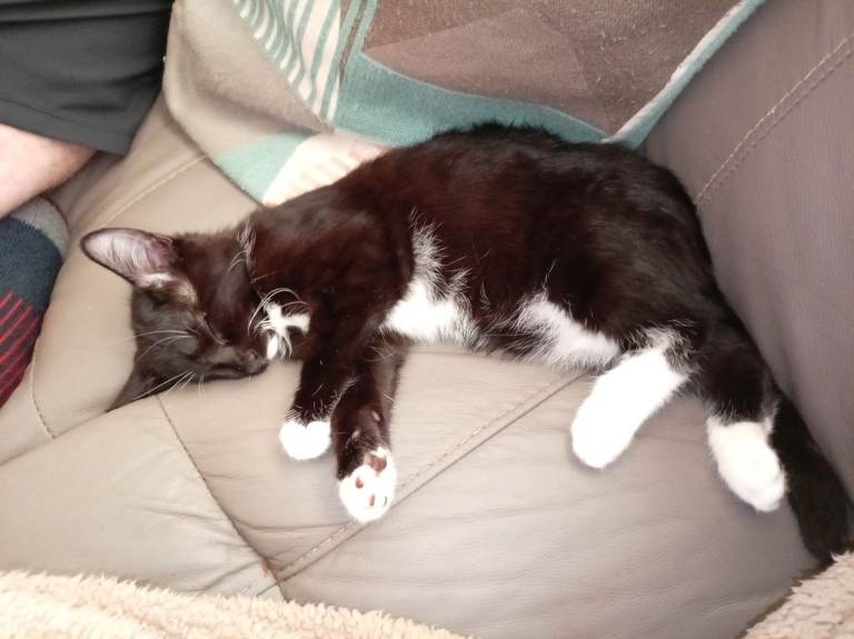 Kitten