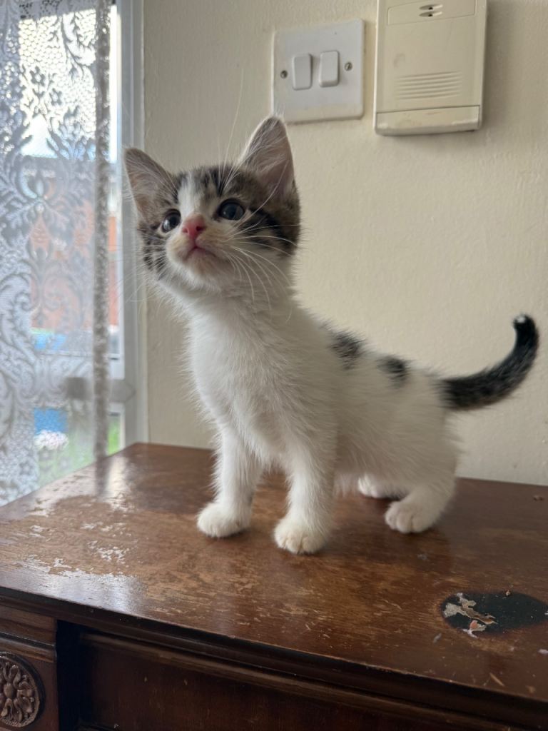 Norwegian forest cat x British shorthair kittens 10 weeks old 