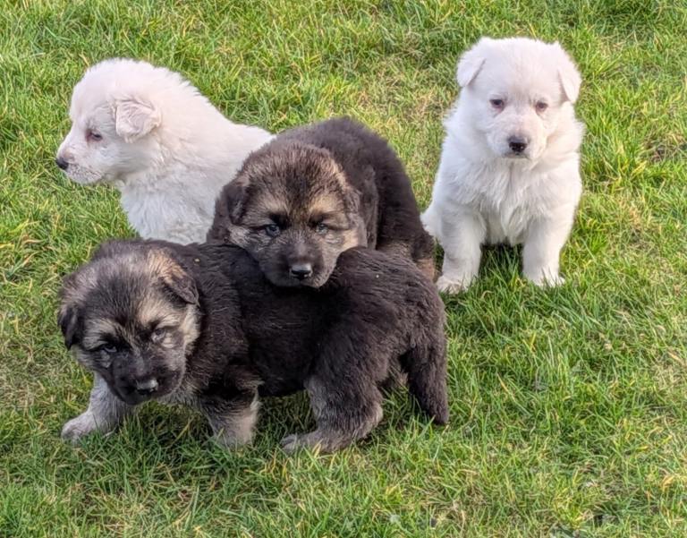 German Shepherd Puppies