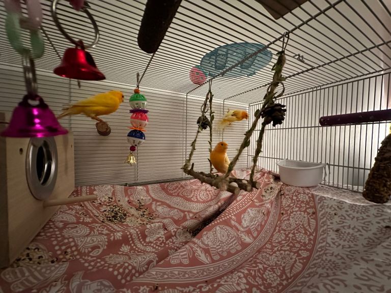Canaries and cage with all accessories and food 