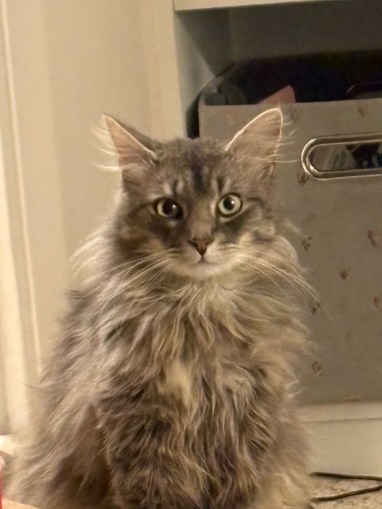 Main coon / ragdoll for sale 