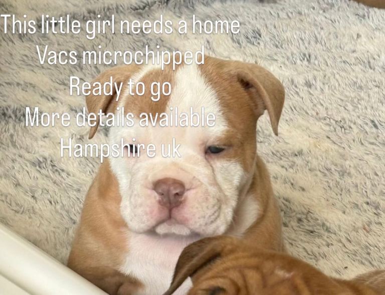 Old tyme bull dog girl 