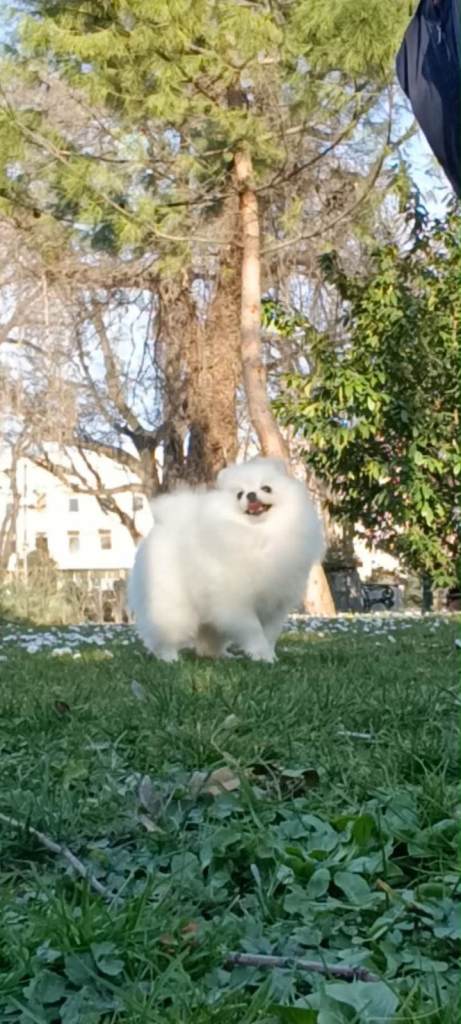 Purebred Pomeranian boy