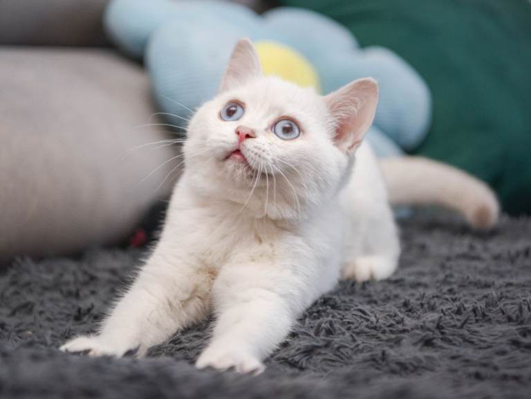 British shorthair kittens 
