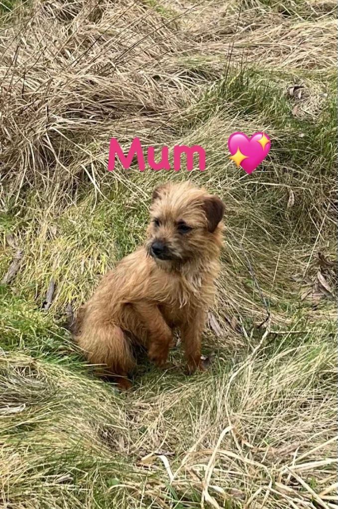 Stunning litter Jack Russel x border terrier puppies 