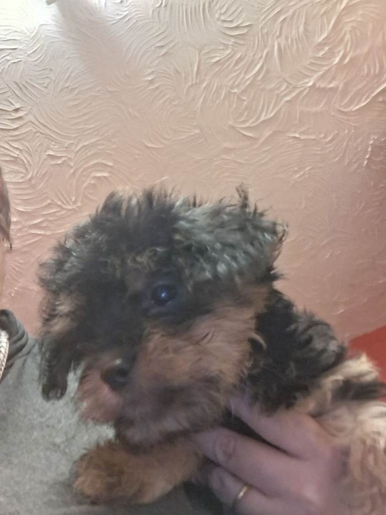  Yorkshire Terrier, Jack Russell, King Charles Spaniel cross puppies. 