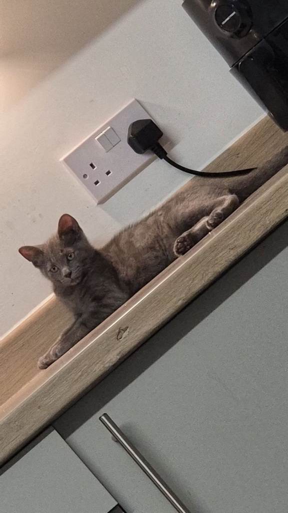 5 month old female kitten 