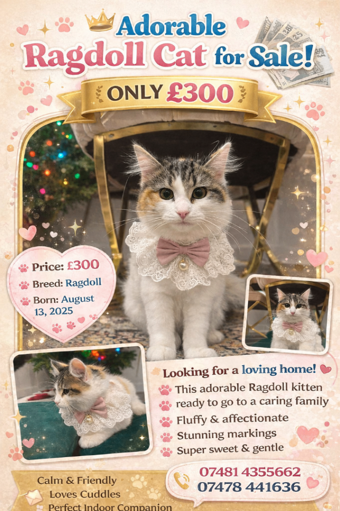 📸 Ragdoll Cat for Sale – £300 🐱✨