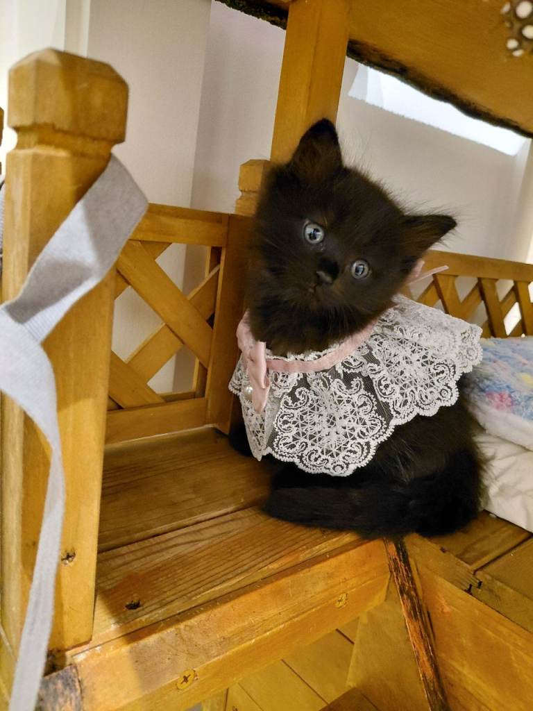 mixed russian blue xxragdoll kittens for sale in london