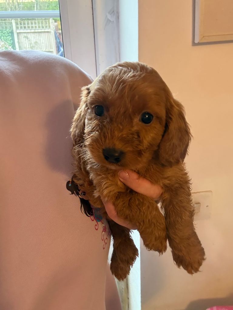 Cockapoo puppy 