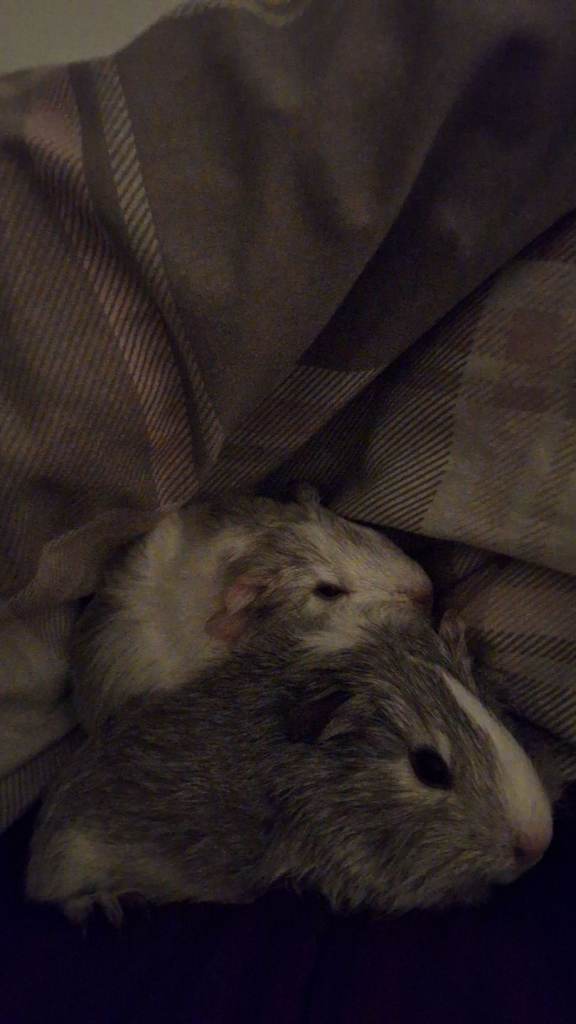 3 baby male guinea pigs !URGENTLY NEED TO LEAVE!