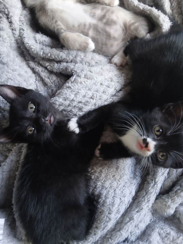 2 Sable Burmese X kittens 