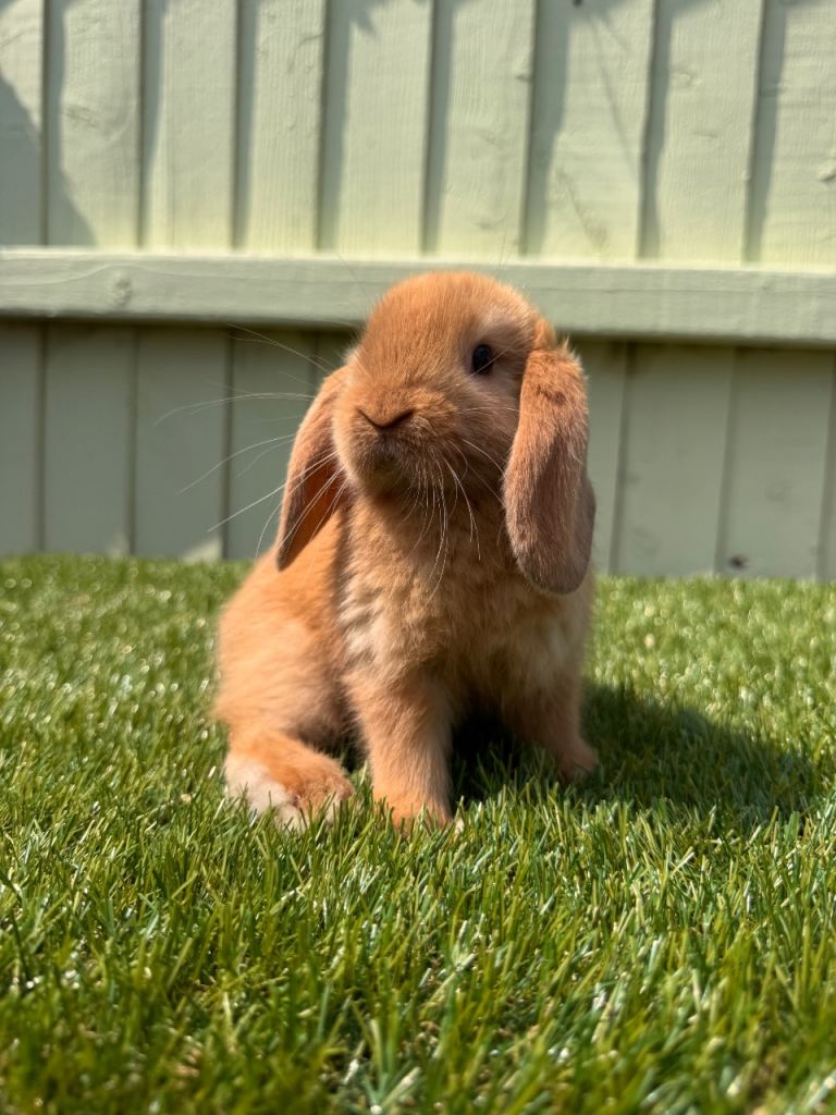 Mini lops 