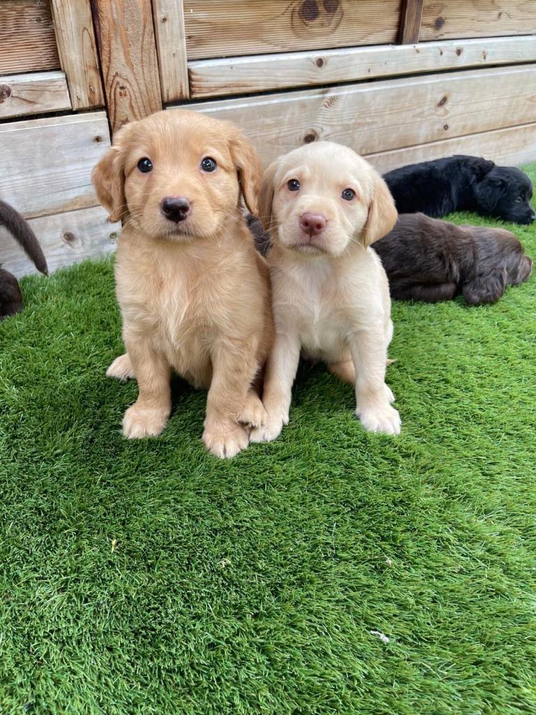 Labrador puppies 