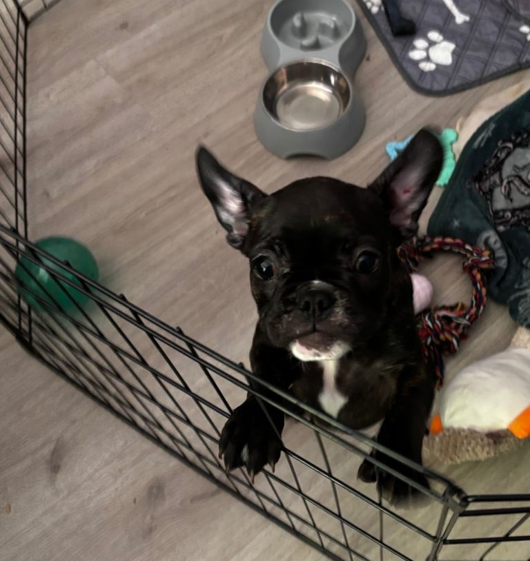 Beautiful French bulldog puppy for sale 1 girl left