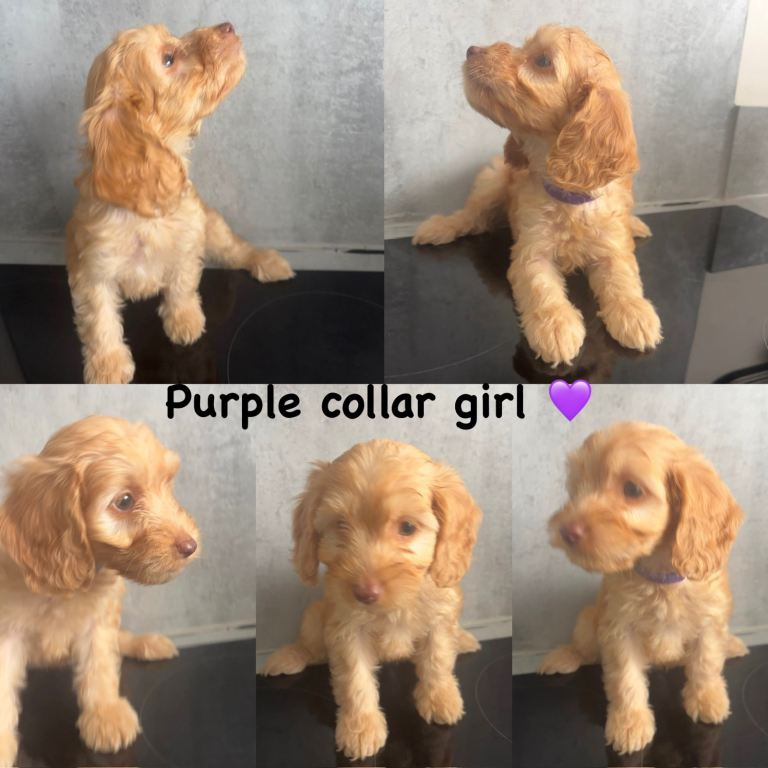 *REDUCED* READY NOW 4 LEFT - cockapoo puppies for sale