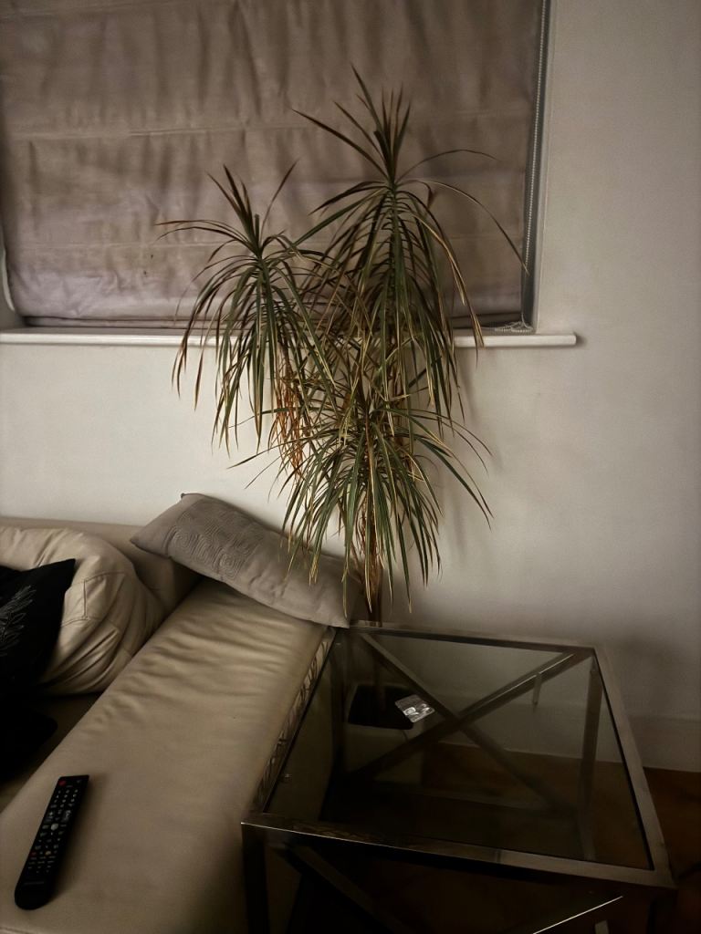 Two Plants