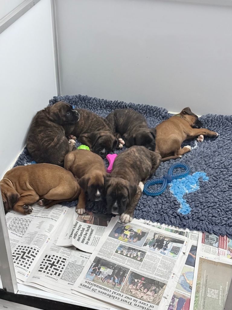 IKC Boxer Puppies 