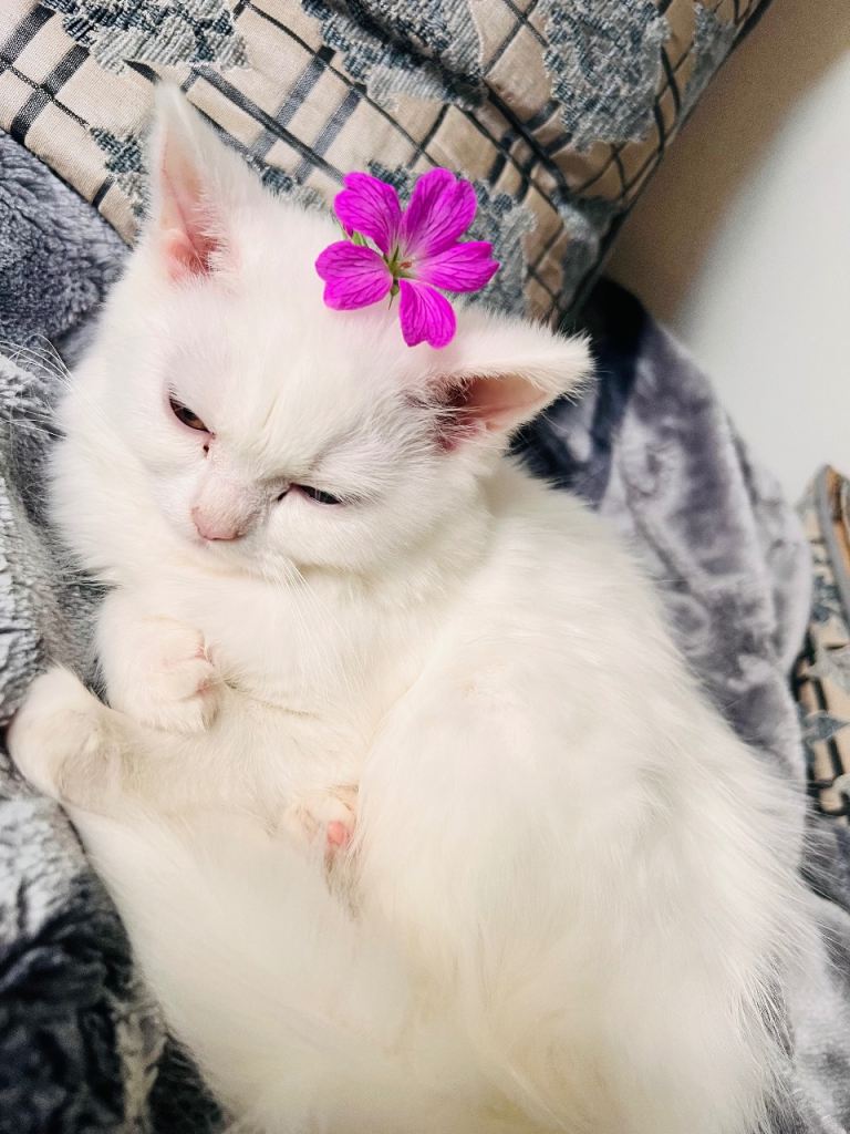 One white Persian cat adult and 5 kittens 