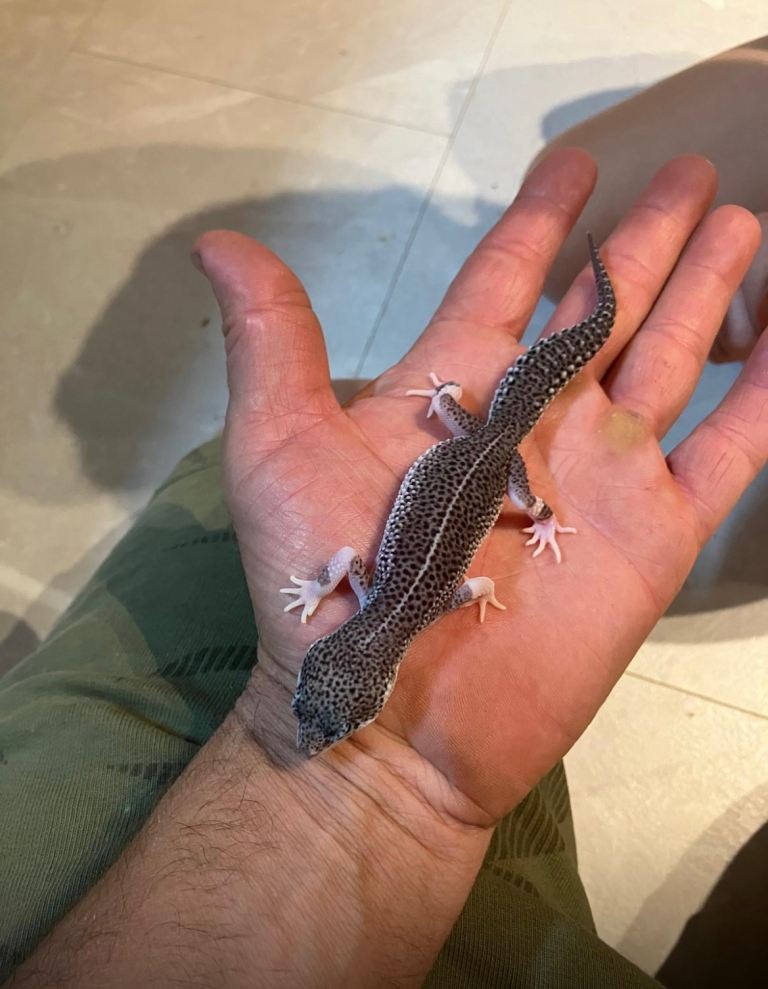 Super snow gecko with full set up