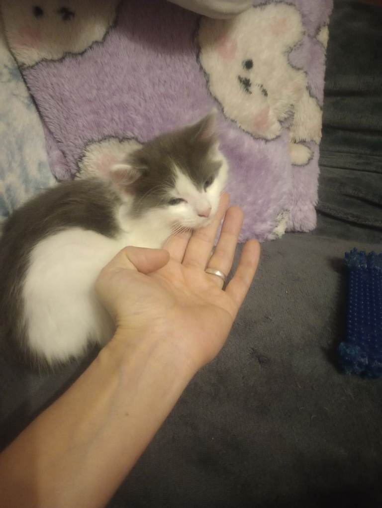 Adorable little kittens sold