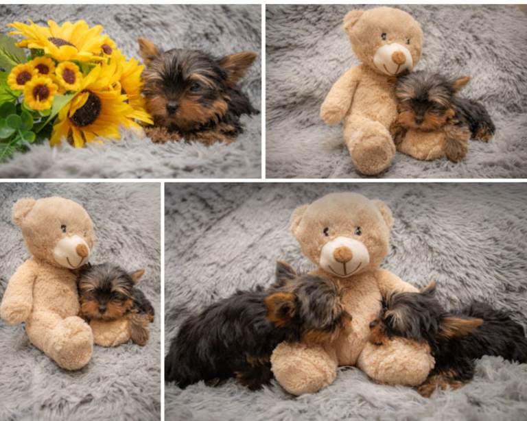 Two K.C Yorkshire terrier boys champion lines