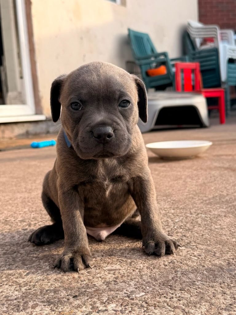 Blue/Blue Brindle Staffy Puppies 