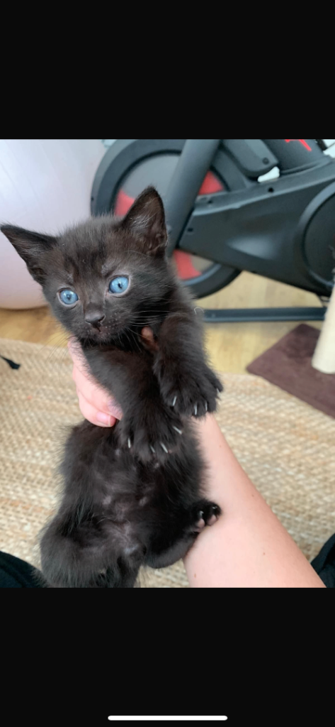 Kittens 