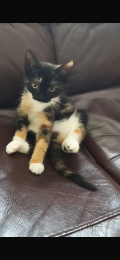 Cats 