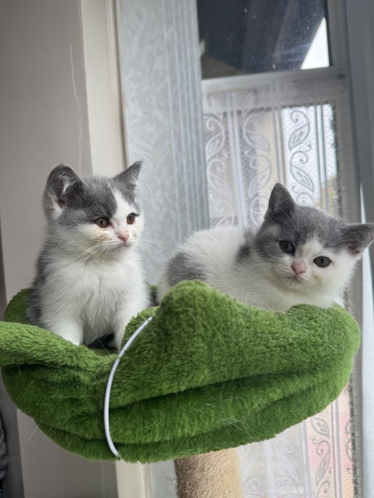 kittens 