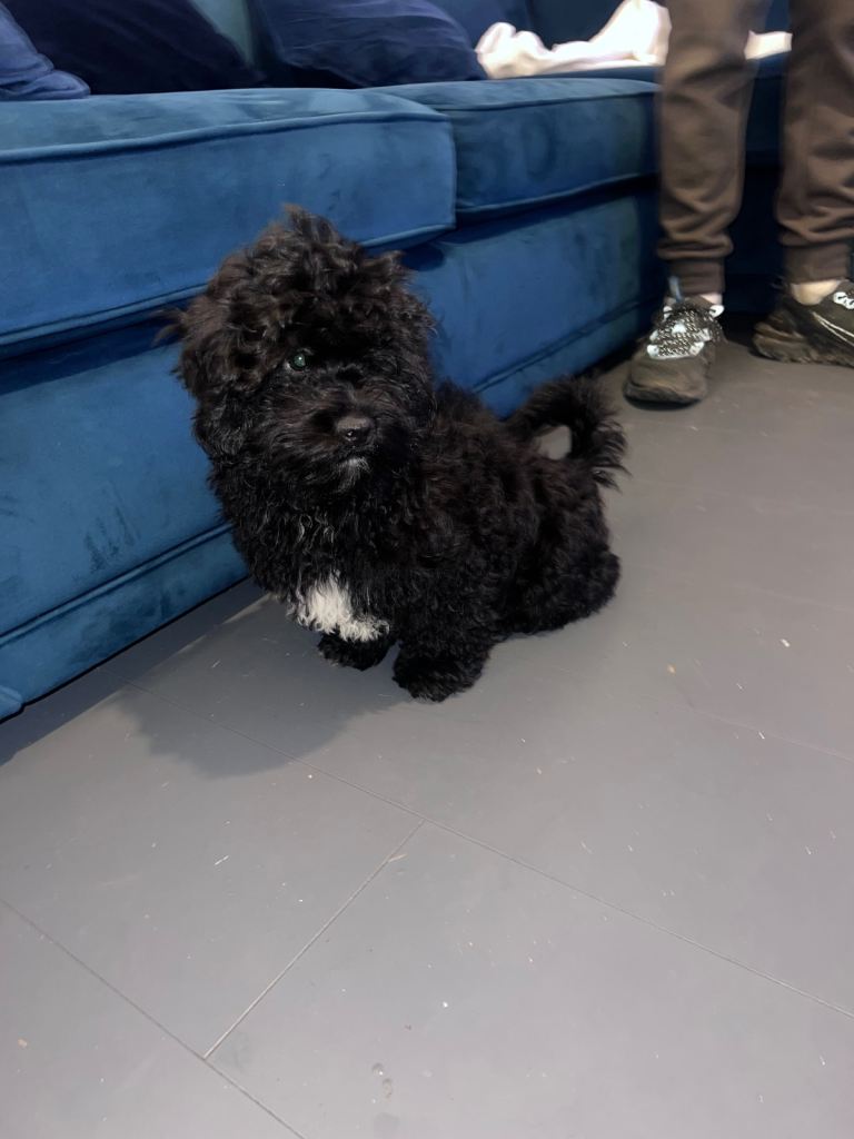 Beautiful imperial shihpoo