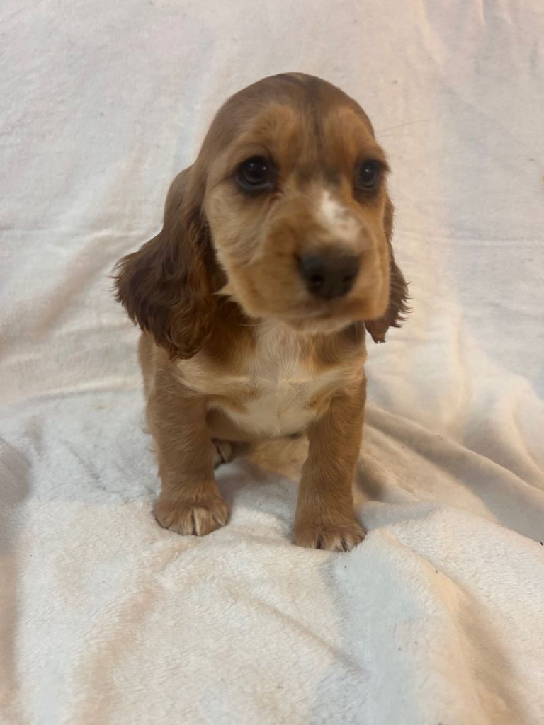 Beautiful cocker spaniel puppies 