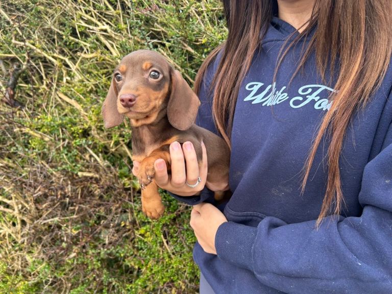 Miniature dachshund 