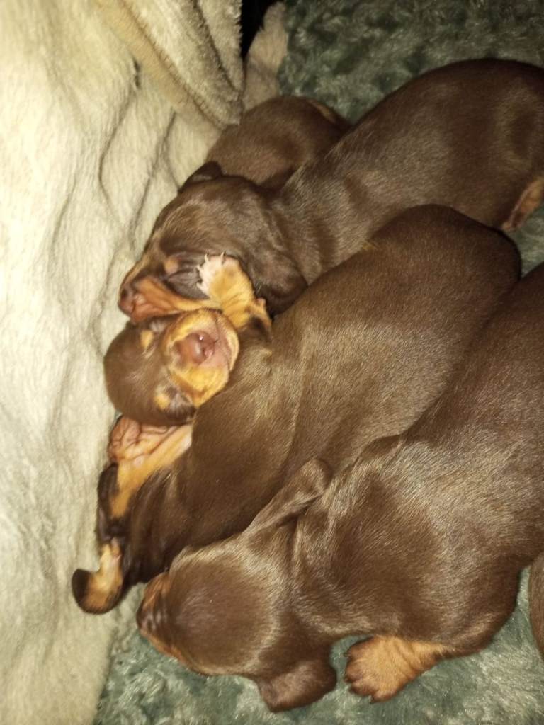 4 Chocolate Boy Dachshunds, Ready to Leave