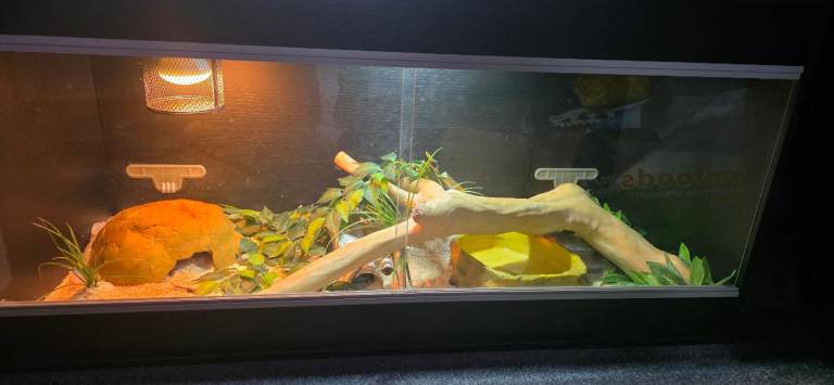 Corn Snake and Vivarium