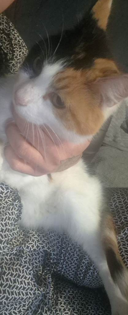 Long haired adult cat 