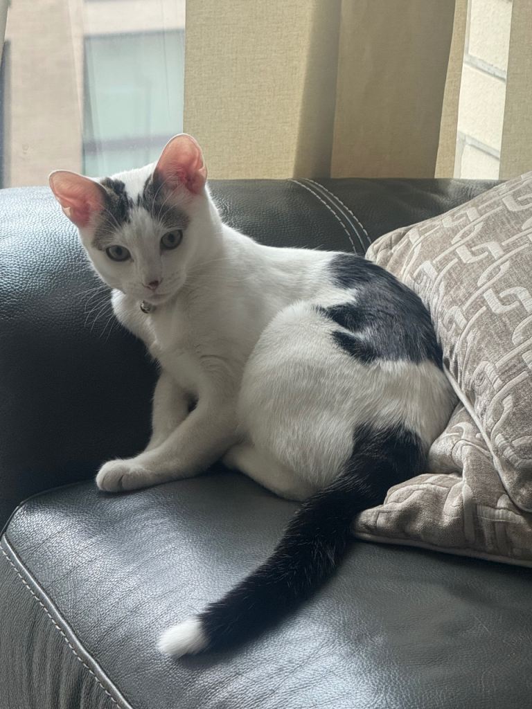 image for Playful kitten 