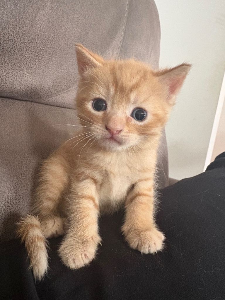 Beautiful little ginger kittens 