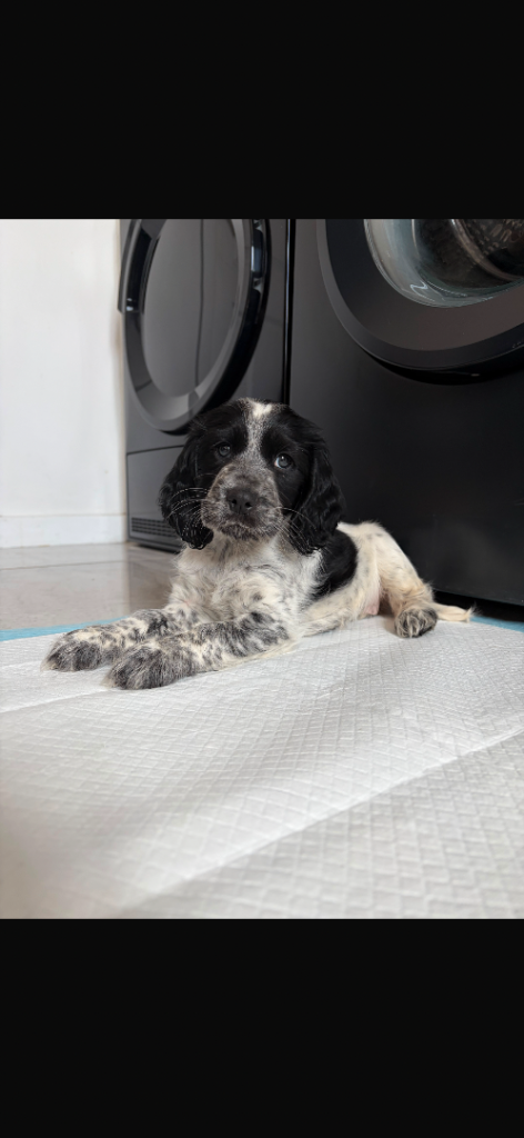 Cocker Spaniel Puppy- Blue Roan Female