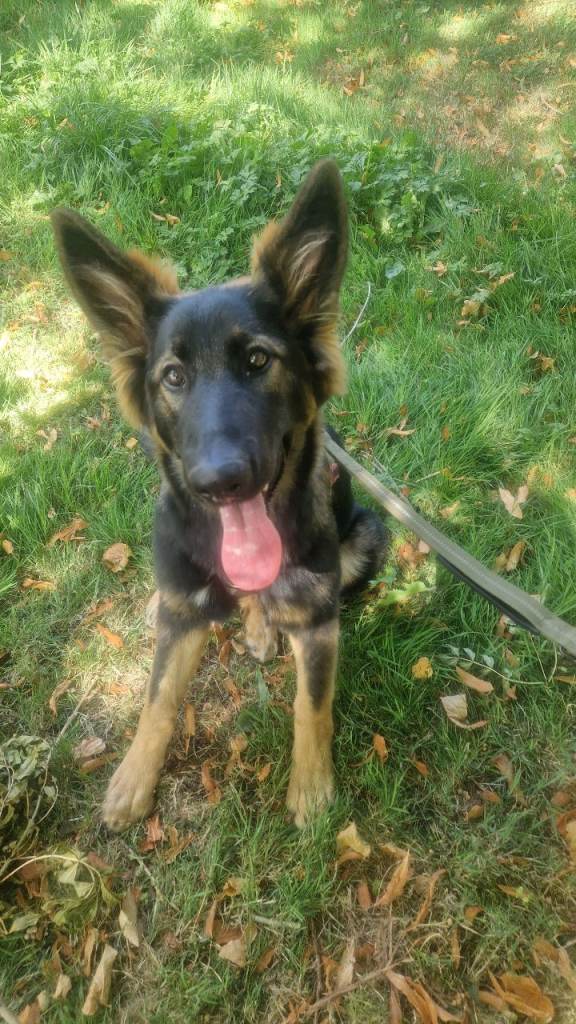 Female german shepherd 