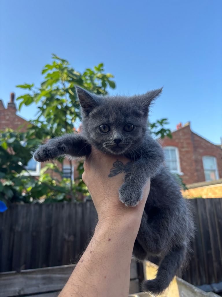 BSH KITTENS 2 LEFT 