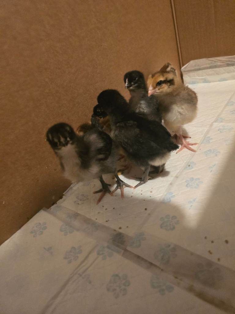 2 week old chicks 