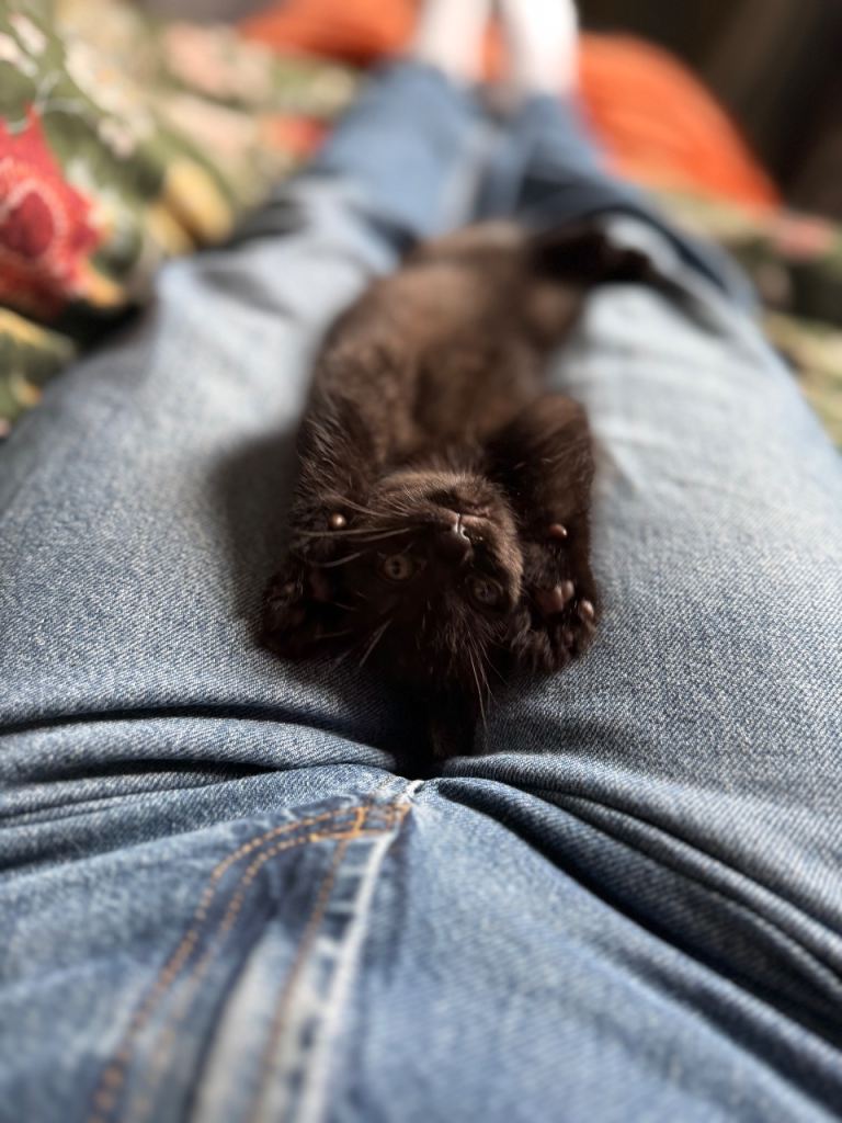 Kitten for sale 